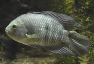 Jarabugo